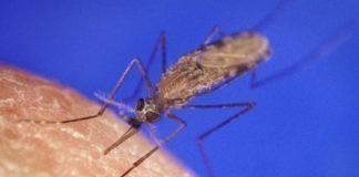 Anti muggen middel, muggenlamp of deet? anti muggen, deet, muggenlamp