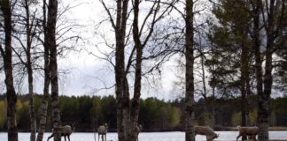 Camping Asele aan de rivier Ångermanälven Camping Asele