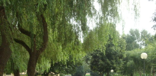 Camping Belle-Vue 2000 in het hartje van Klein Zwitserland Camping Belle-Vue 2000