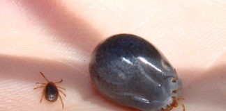 Een tekenbeet, hoe verwijder je de teek en hoe voorkom je het? teken, tekenbeet