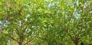 Camping LLoret Blau in het centrum van Lloret de Mar Camping loret blau