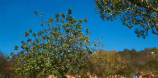 Camping Orbitur Valverde vermaakt je op zijn Portugees Camping Orbitur Valverde