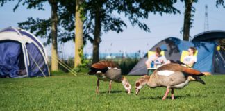 Camping Zeeburg in de achtertuin van Amsterdam Camping Zeeburg