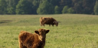 Natuurcamping Groenendaal kleine maar unieke camping Natuurcamping Groenendaal kleine maar unieke camping