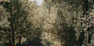 Camping Hartje Groen in het natuurgebied de Maashorst Camping Hartje Groen in het natuurgebied de Maashorst