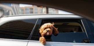 Trend in hoge autoregistraties zet door in juli Trend in hoge autoregistraties zet door in juli