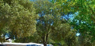 Camping le Ventoux met vele bezienswaardigheden Camping le Ventoux met vele bezienswaardigheden