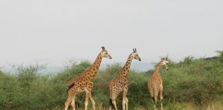 Op safari avontuur in Oeganda Op safari avontuur in Oeganda