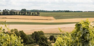 Ontdek Nederland Wijnland: Nederland als veelzijdige bestemming! Ontdek Nederland Wijnland: Nederland als veelzijdige bestemming!