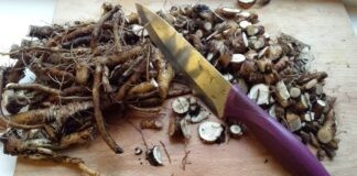 Wilde levenskracht uit de natuur Wilde levenskracht uit de natuur