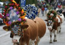 Almabtrieb in Oostenrijk: Een unieke ervaring in de bergen Almabtrieb - Almfest