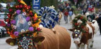 Almabtrieb in Oostenrijk: Een unieke ervaring in de bergen Almabtrieb - Almfest