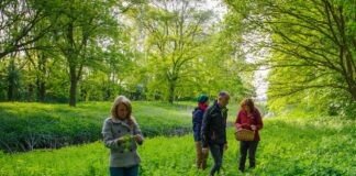 In Het Wilde Weg eetbare wilde plantenwandeling In Het Wilde Weg eetbare wilde plantenwandeling