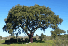 Quinta do Pomarinho, een camping met rust, ruimte en natuur Quinta do Pomarinho, een camping met rust, ruimte en natuur