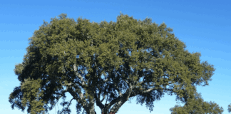 Quinta do Pomarinho, een camping met rust, ruimte en natuur Quinta do Pomarinho, een camping met rust, ruimte en natuur