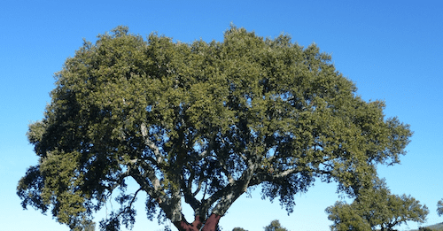 Quinta do Pomarinho, een camping met rust, ruimte en natuur Quinta do Pomarinho, een camping met rust, ruimte en natuur