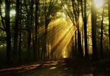 Kamperen in Utrecht: rust, natuur en avontuur Kamperen in Utrecht: rust, natuur en avontuur