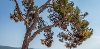 De vijf mooiste kampeerbestemmingen van Kroatië De vijf mooiste kampeerbestemmingen van Kroatië