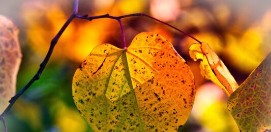 Tentkamperen in de herfst: een unieke ervaring Tentkamperen in de herfst: een unieke ervaring