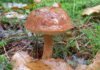 Eetbare paddenstoelen herkennen en gebruiken Eetbare paddenstoelen herkennen en gebruiken