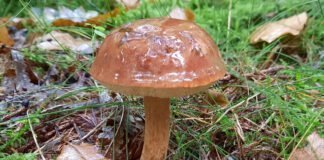 Eetbare paddenstoelen herkennen en gebruiken Eetbare paddenstoelen herkennen en gebruiken