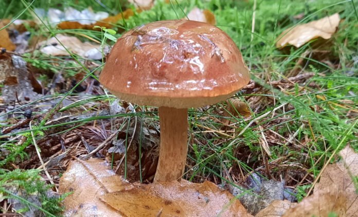 Eetbare paddenstoelen herkennen en gebruiken Eetbare paddenstoelen herkennen en gebruiken