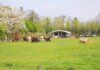 Boerderijcamping Wilgenhart: kamperen met rust en ruimte Boerderijcamping Wilgenhart: kamperen met rust en ruimte