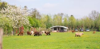 Boerderijcamping Wilgenhart: kamperen met rust en ruimte Boerderijcamping Wilgenhart: kamperen met rust en ruimte