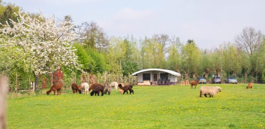 Boerderijcamping Wilgenhart: kamperen met rust en ruimte Boerderijcamping Wilgenhart: kamperen met rust en ruimte