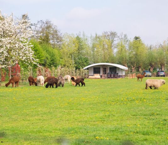 Boerderijcamping Wilgenhart: kamperen met rust en ruimte Boerderijcamping Wilgenhart: kamperen met rust en ruimte