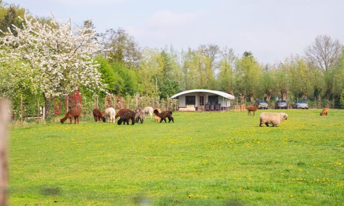 Boerderijcamping Wilgenhart: kamperen met rust en ruimte Boerderijcamping Wilgenhart: kamperen met rust en ruimte