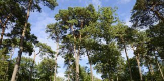 Vakantie en overnachten op De Utrechtse Heuvelrug Steeds meer aandacht voor vakantie en overnachten op De Utrechtse Heuvelrug