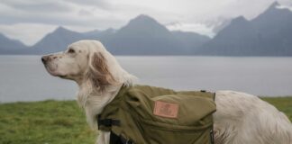 Terug naar de natuur: onvergetelijke kampeervakanties met je hond Terug naar de natuur: onvergetelijke kampeervakanties met je hond