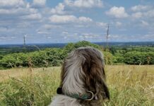 Op vakantie naar Frankrijk samen met je hond Op vakantie naar Frankrijk samen met je hond