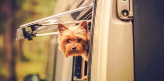 Hond of kat meenemen naar Marokko tijdelijk niet mogelijk Hond of kat meenemen naar Marokko tijdelijk niet mogelijk