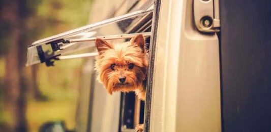 Hond of kat meenemen naar Marokko tijdelijk niet mogelijk Hond of kat meenemen naar Marokko tijdelijk niet mogelijk