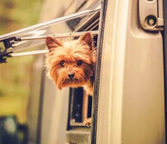 Hond of kat meenemen naar Marokko tijdelijk niet mogelijk Hond of kat meenemen naar Marokko tijdelijk niet mogelijk