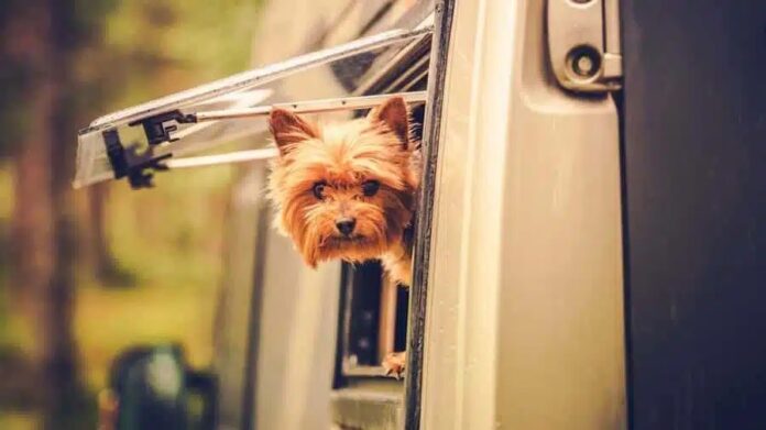 Hond of kat meenemen naar Marokko tijdelijk niet mogelijk Hond of kat meenemen naar Marokko tijdelijk niet mogelijk