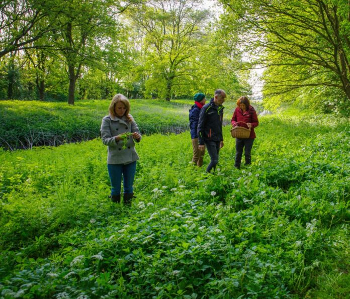 In Het Wilde Weg eetbare wilde plantenwandeling