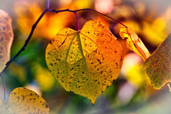 Tentkamperen in de herfst: een unieke ervaring