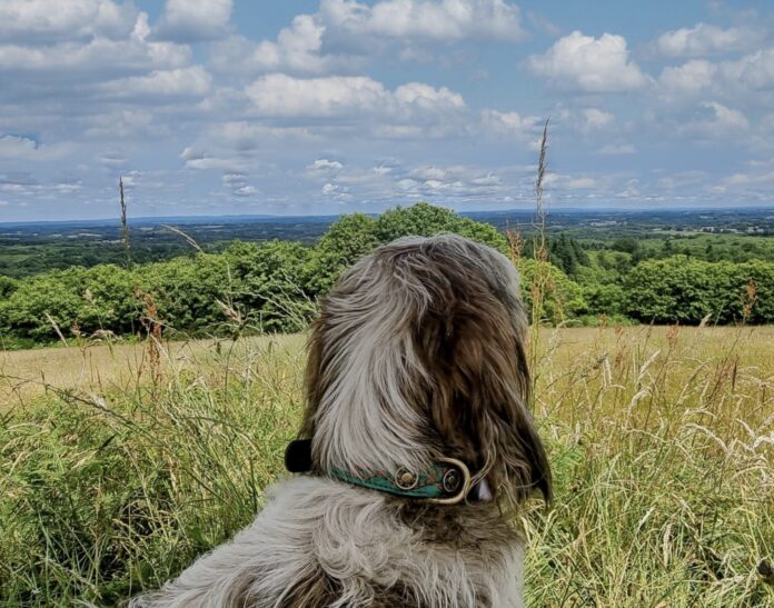 Op vakantie naar Frankrijk samen met je hond